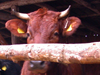 Fütterung von Kühen auf einem Bio-Hof in Schleswig-Holstein. Der Atem der Tiere gefriert sofort in der kalten Luft.<br/>Götheby bei Fleckeby, Januar 2009.<br/><br/>00:39 min